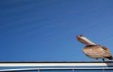 Sleek Pelican at Morro Bay., California
