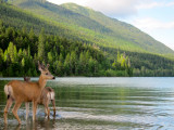Deer at Lake McDonald