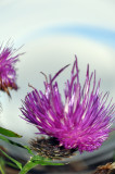 Thistle Fish-eye