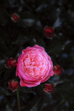 40th anniversary rose