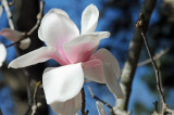 The Tulip Tree