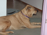 PA082491.jpg