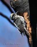 3-toed woodpecker male Bethel Ridge