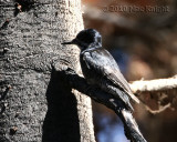 black-backed woodpecker female Bethel Ridge