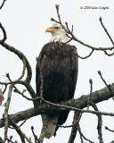 Wet Cranky Bald Eagle Coeur d Alene