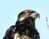 Juvenile bald eagle head shot