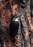 female black-backed woodpecker