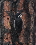 male black -backed woodpecker