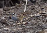 white crown sparrow