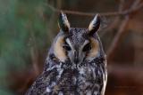 Long-eared Owl headshot Moxee
