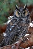 long-eared  Owl Moxee