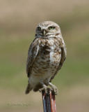 burrowing owl Highway 24-3