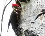 Pileated Male