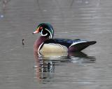 male wood duck Sportsmans