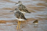 Gr. Yellowlegs, Wolfville