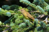 Palm Warbler