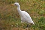 Canning Cattle Egret DSCN0945-Edit.jpg