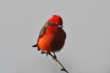 Vermillion Flycatcher DSCN1071.jpg