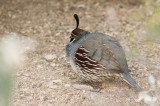 Ball of Quail! DSC_9961.jpg