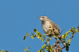 Cactus Wren DSC_9991.jpg