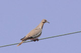 12-DSC_1385-White-winged Dove.jpg