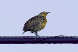 133-DSC_1693-Meadowlark.jpg