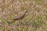 15-DSC_1413-Palm Warbler.jpg