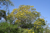 214-DSC00436-Yellow tree.jpg