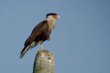 25-DSC00136-Caracara.jpg