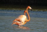48-DSC00174-Flamingoes.jpg