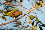 88-DSC_1651-Cuban Parrot.jpg