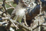 E.Phoebe, Brier DSC00651.jpg