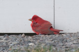 Summer Tanager, Morden DSC_2524.jpg