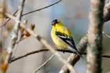 Am. Goldfinch DSC_3002-1.jpg