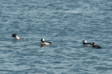 Buffleheads, DSC_3042-1.jpg