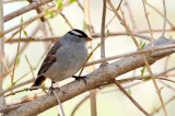 W-Crowned Sparrow, Canning DSC_3268-1.jpg
