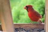N.Cardinal at the feeder DSC_4762-1.jpg