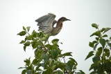 Green Heron 2 P1000117-1.jpg