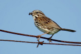 Song Sparrow DSC00831-Edit.jpg