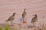 3 Willets DSC_4967-1.jpg