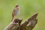 Nelson's Sparrow DSC_4975-Edit.jpg