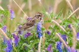 Savannah Sparrow in Vetch DSC_5152-1.jpg