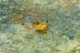Green Frog DSC_5243-1.jpg