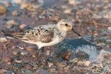 Sanderling, Grand Pre DSC_5453-1.jpg