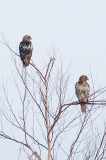 Red-tails DSC_5465-1-2.jpg