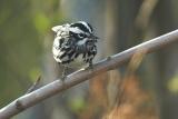 Bl-and-white Warbler, Butler Rd., NAMC day