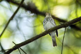 Ovenbird, Centreville