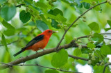 Scarlet Tanager