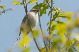 Chipping Sparrow