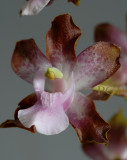 Cyrtopodium pallidum, close  flower 2.5 - 3 cm
